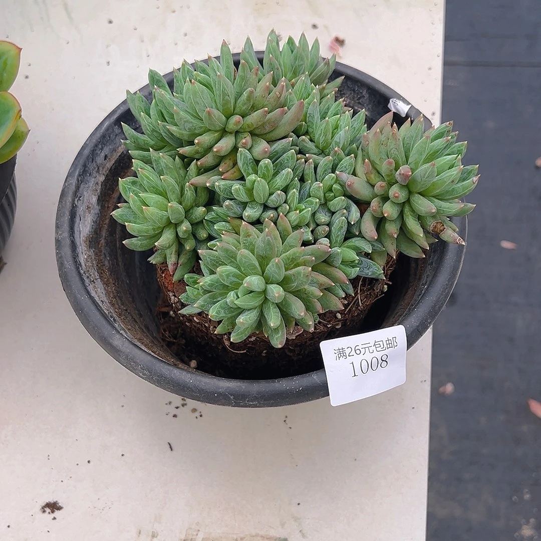搁***忆1008炫彩星多肉植物