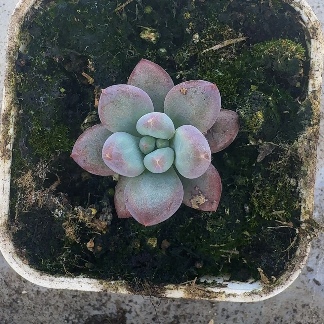 卡普盾 美人 一物一拍