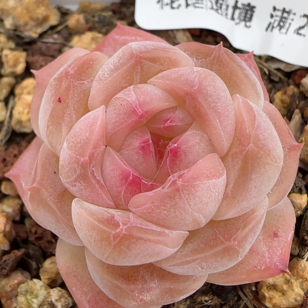 花语逸镜0128-141