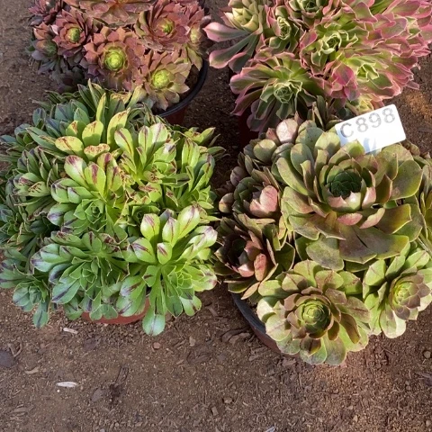 898四颗法师断枝不包