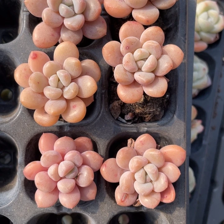 白鹭穴苗6颗专拍20包邮