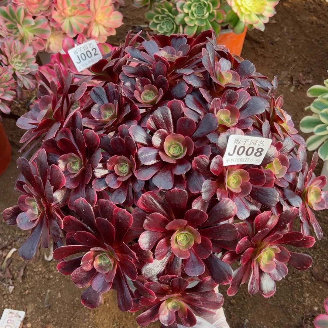 008爱神尺寸35左右