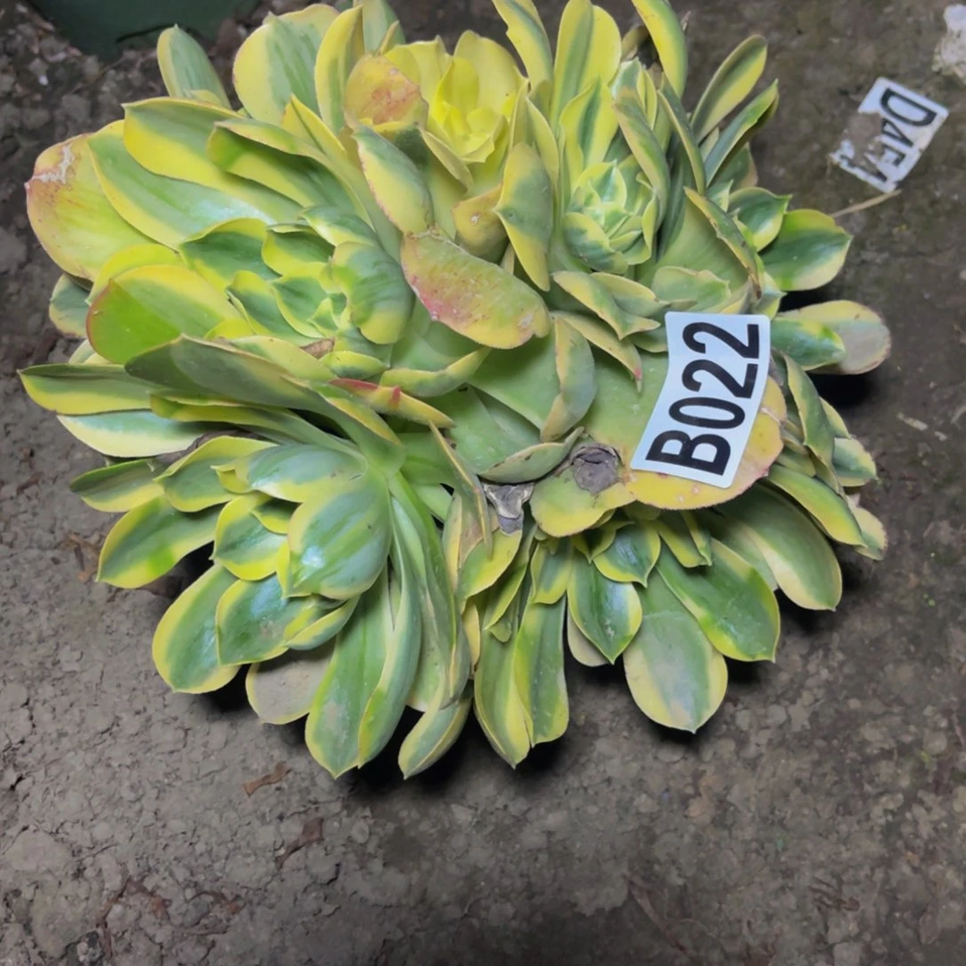 香炉盘法师26-14包邮