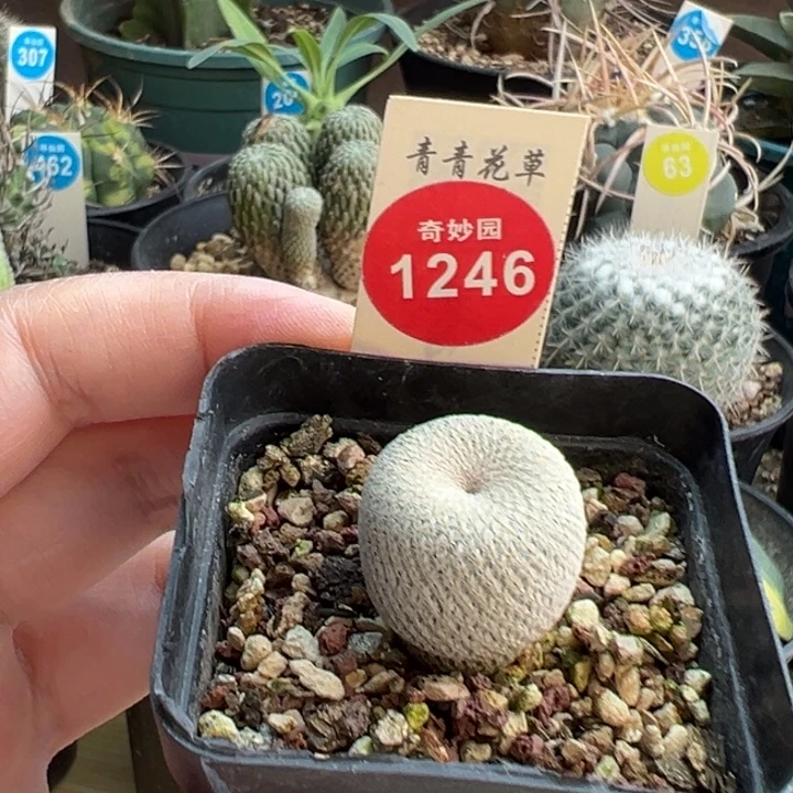 实生小人帽2.1cm一棵仙人球