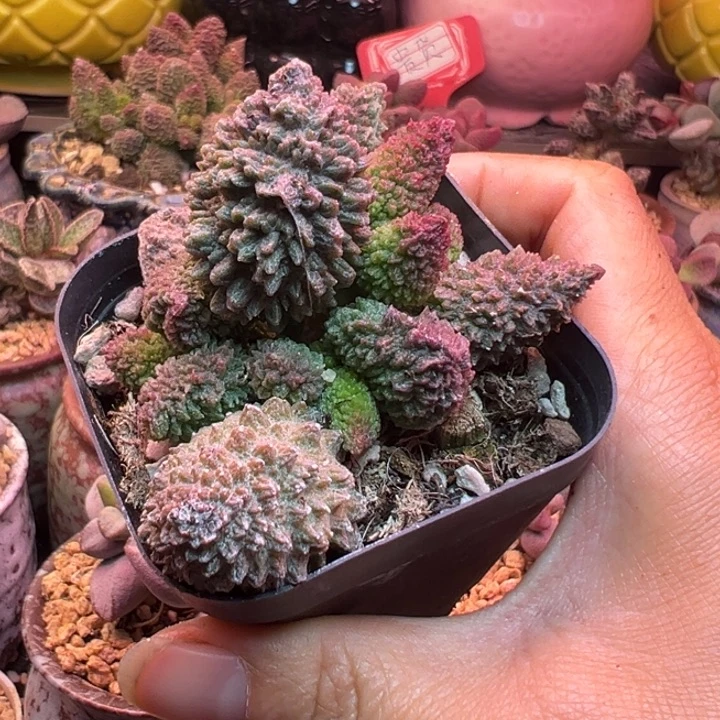 一物一拍，感谢支持