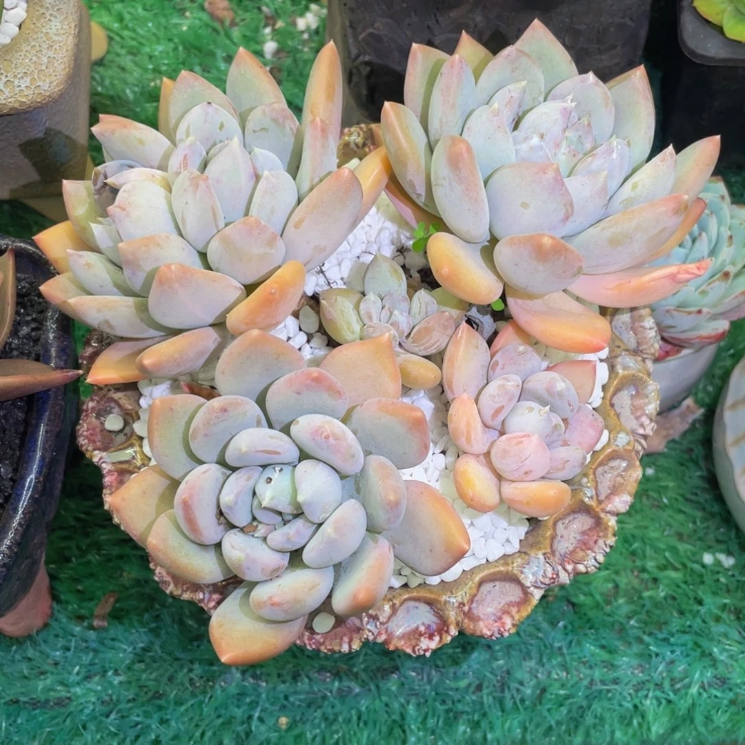 胖美人多肉植物盆栽