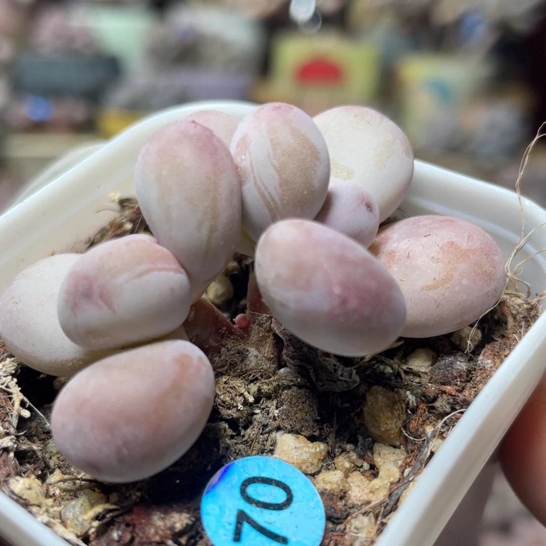 西瓜奶酪多肉植物