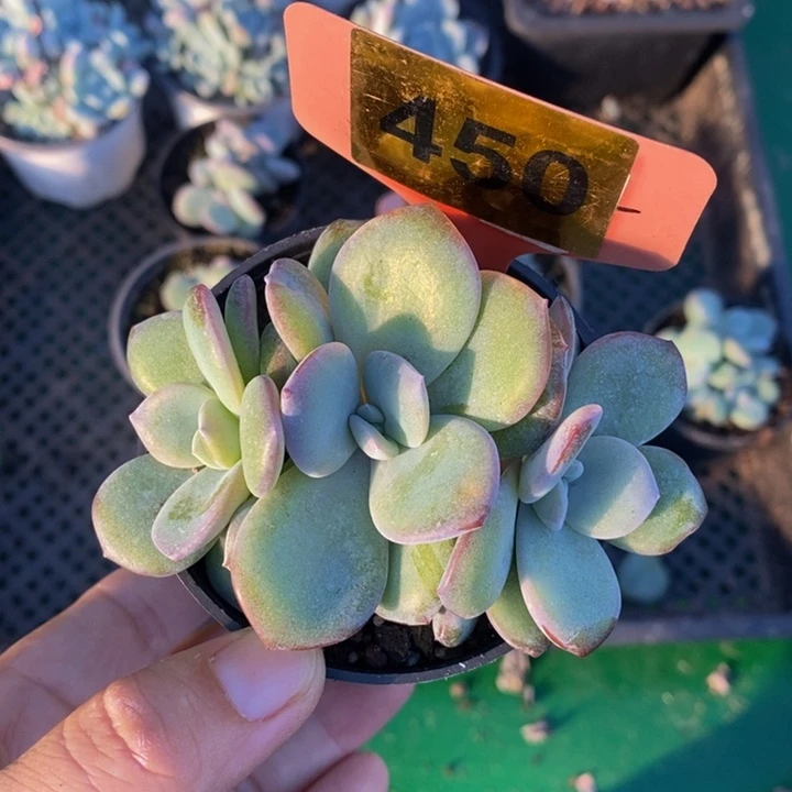 450奶茶3头（8盆口）