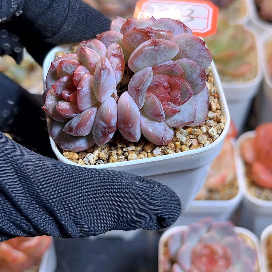 G723 孤品珍妮多肉18包邮