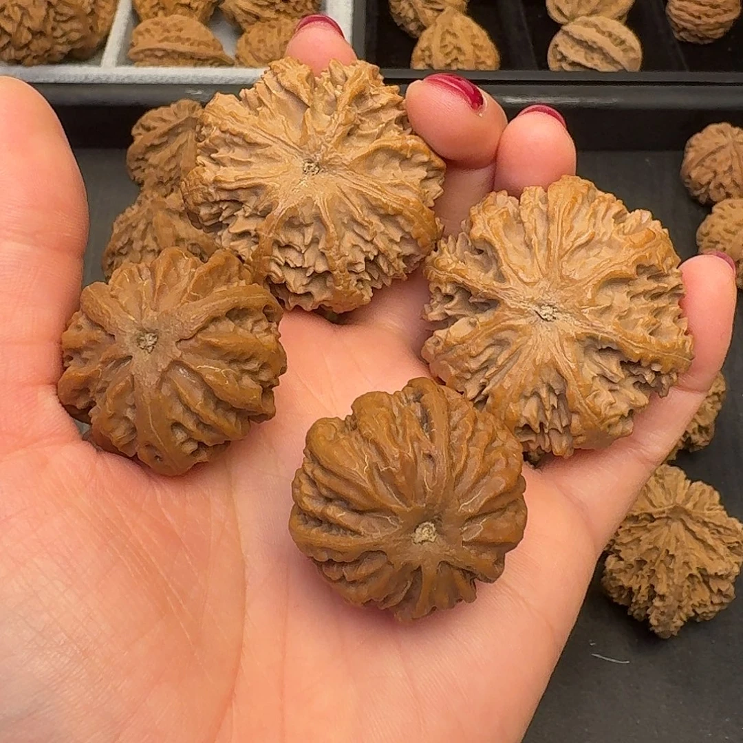 蜕***变核桃突突突突突突