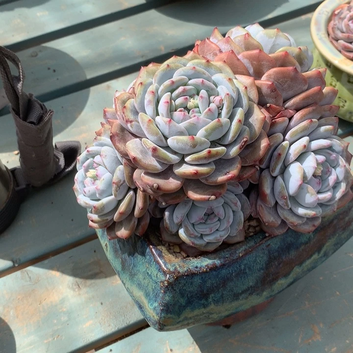 暖心花花花花花花花花