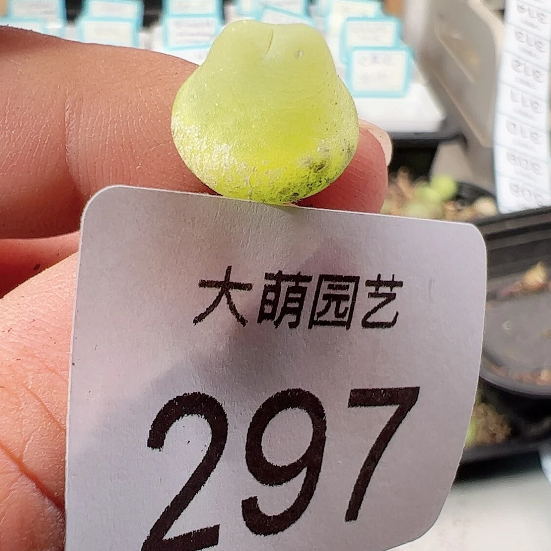 0000297 一物一拍……