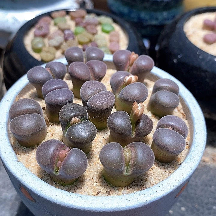 12516黑玫瑰风铃一组两颗   今天个头稍小