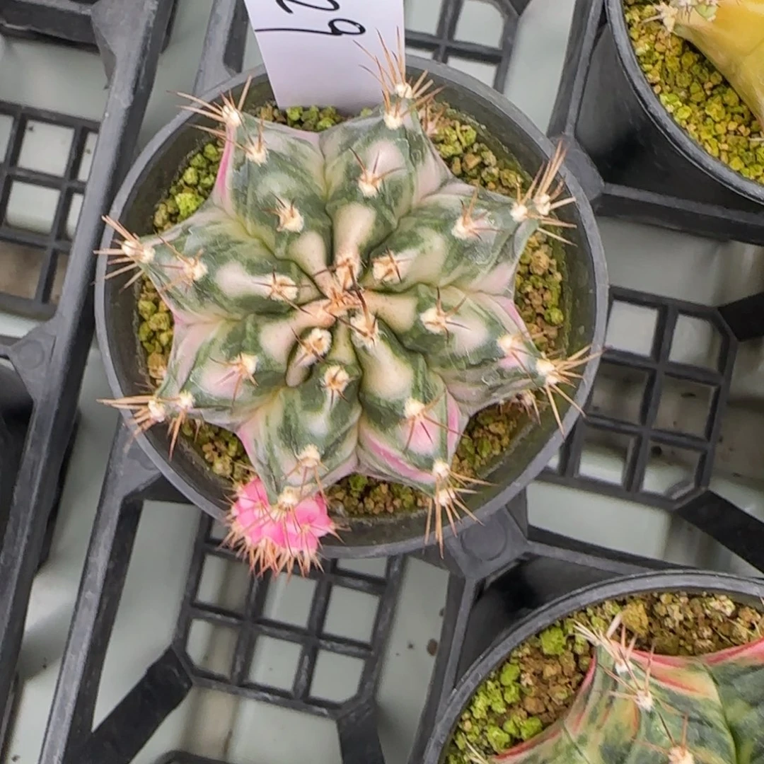 229-0305粉钻脱土发多肉