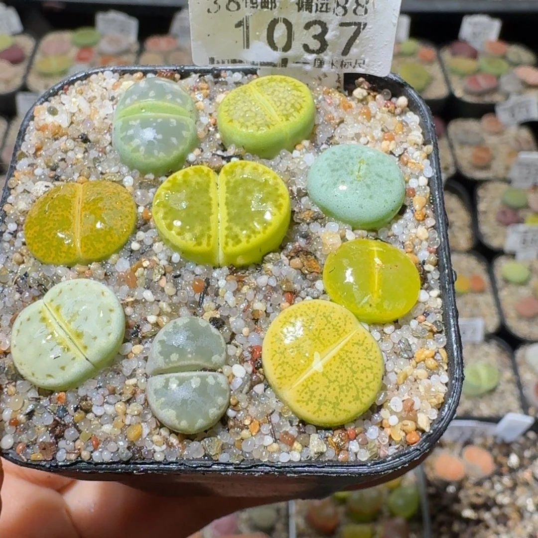 Sss清仓便宜出1037