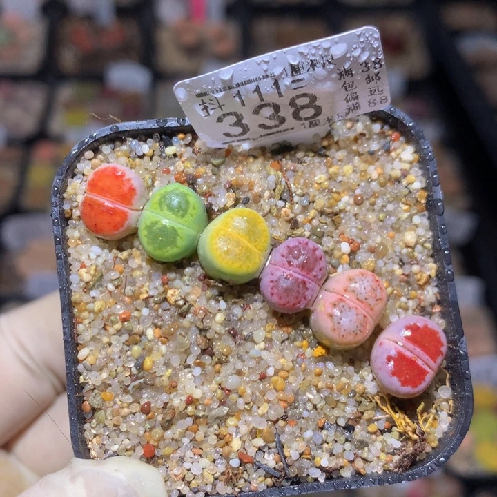 懿*精品生石花113.338