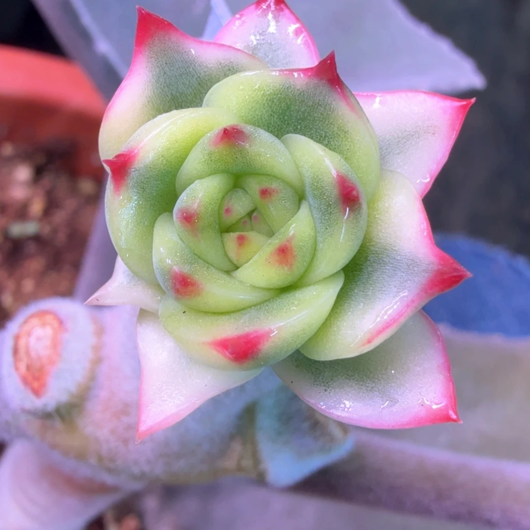 赵***)无花朵赵一坨 多肉
