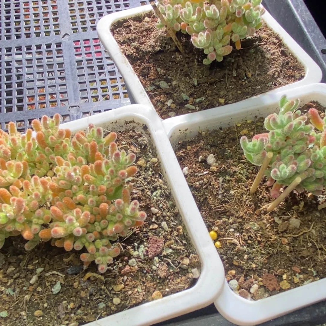 菜***菜冰晶杂A537 A270 059