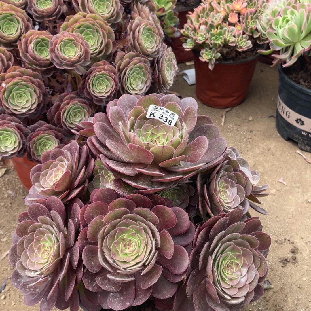 338园叶沙拉多肉法师断枝不包