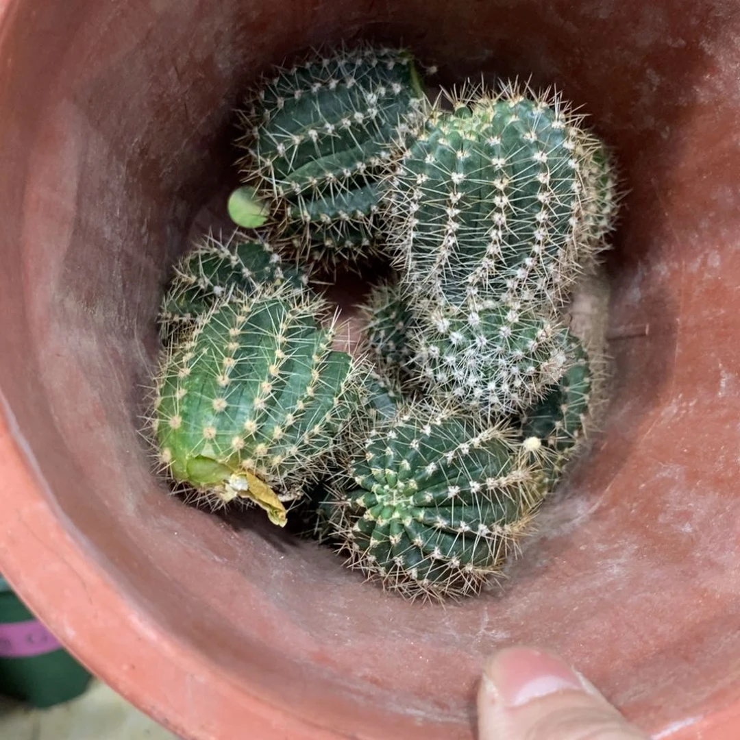 彩草洛可可侧芽一个