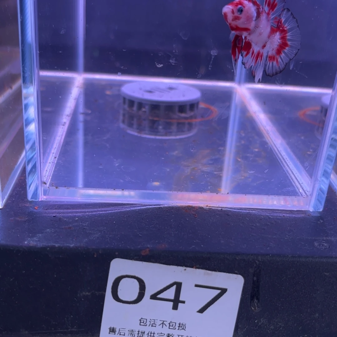斗鱼泰国斗鱼47号