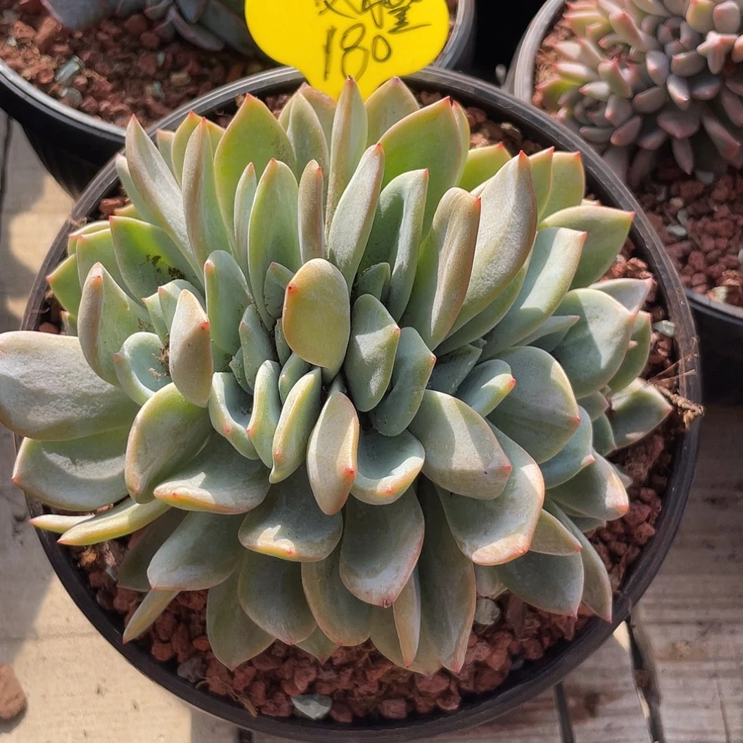 凤程缀化满天星多肉