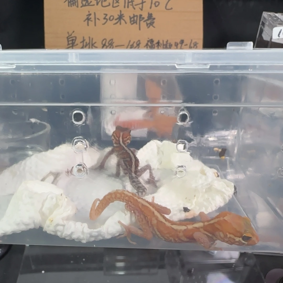 豹纹守宫豹猫一对12克左右