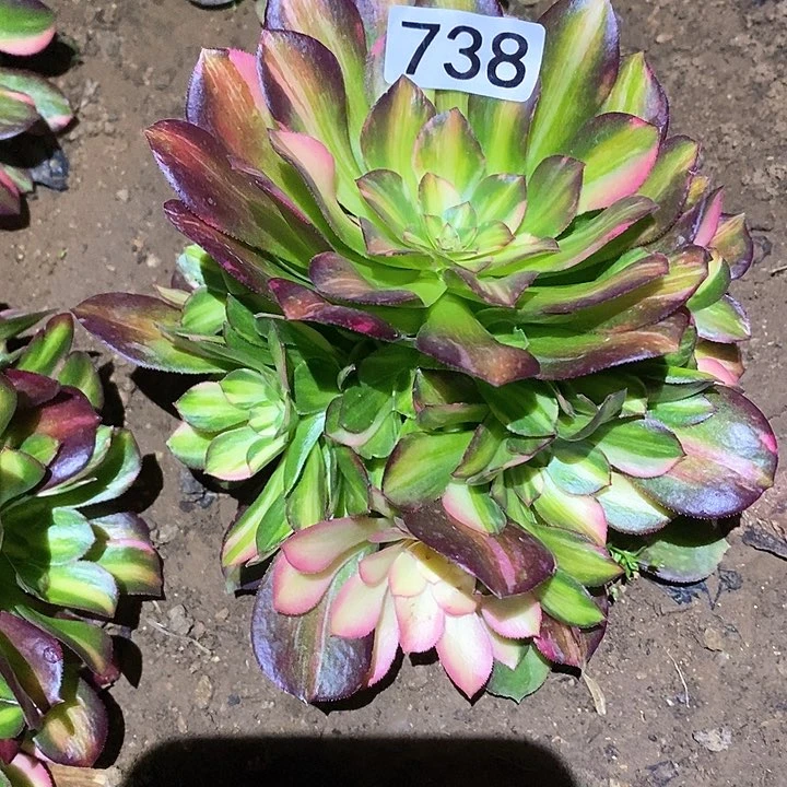 多肉植物法师738流星雨