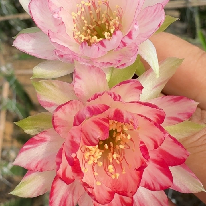 244丽花德三歪3公分左右无根侧牙，20包邮