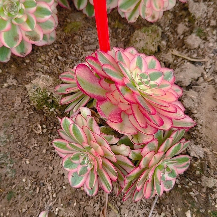 5-28倾城多肉法法师