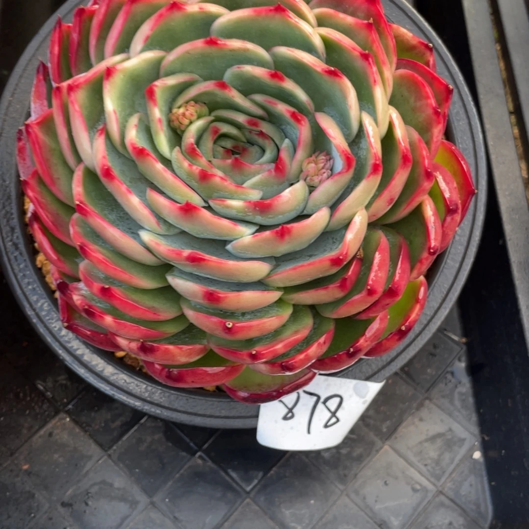 惊鸿仙子冠服17左右