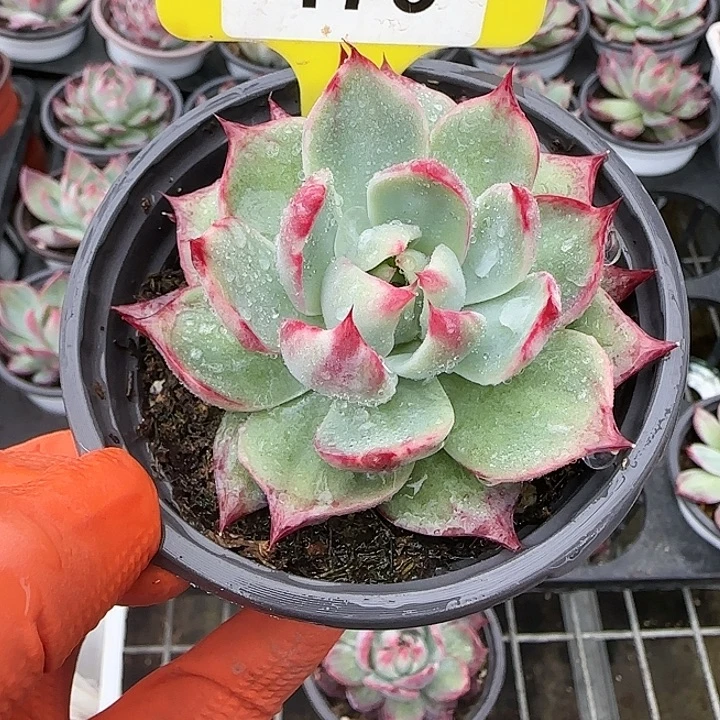 173 惊鸿仙子多肉植物6-9cm