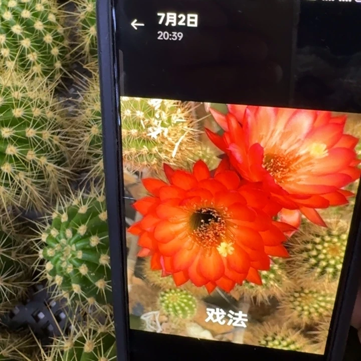 241毛戏法歪5公分左右无根侧牙，20包邮