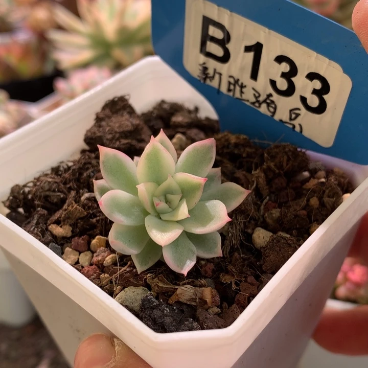 新胜骑兵覆轮锦有根