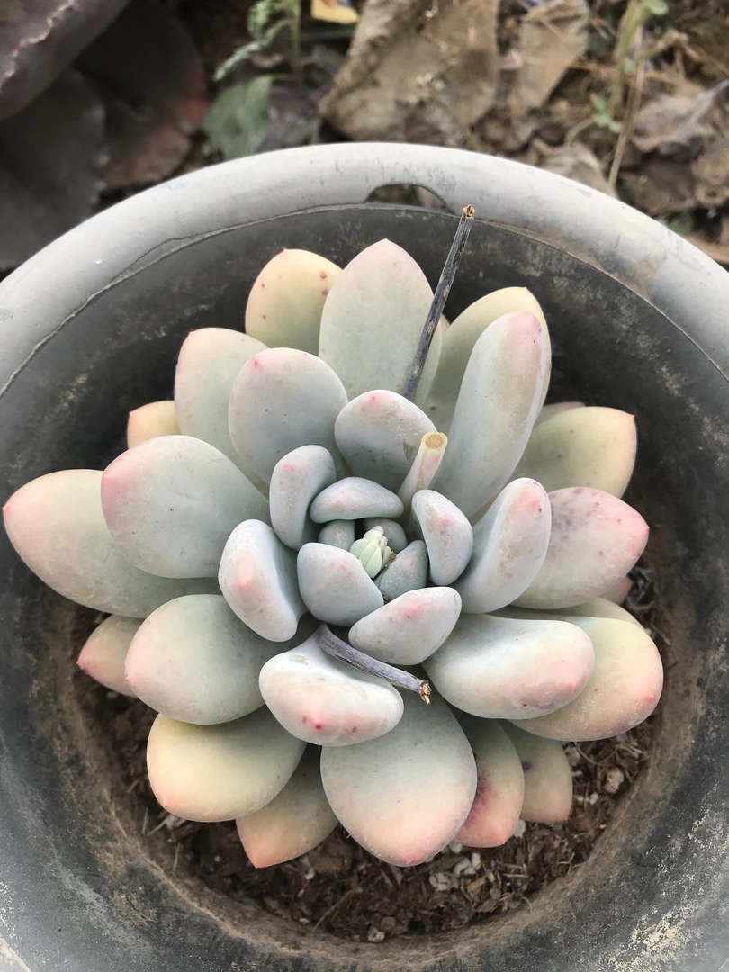 香水3颗10拼满30包邮脱土发