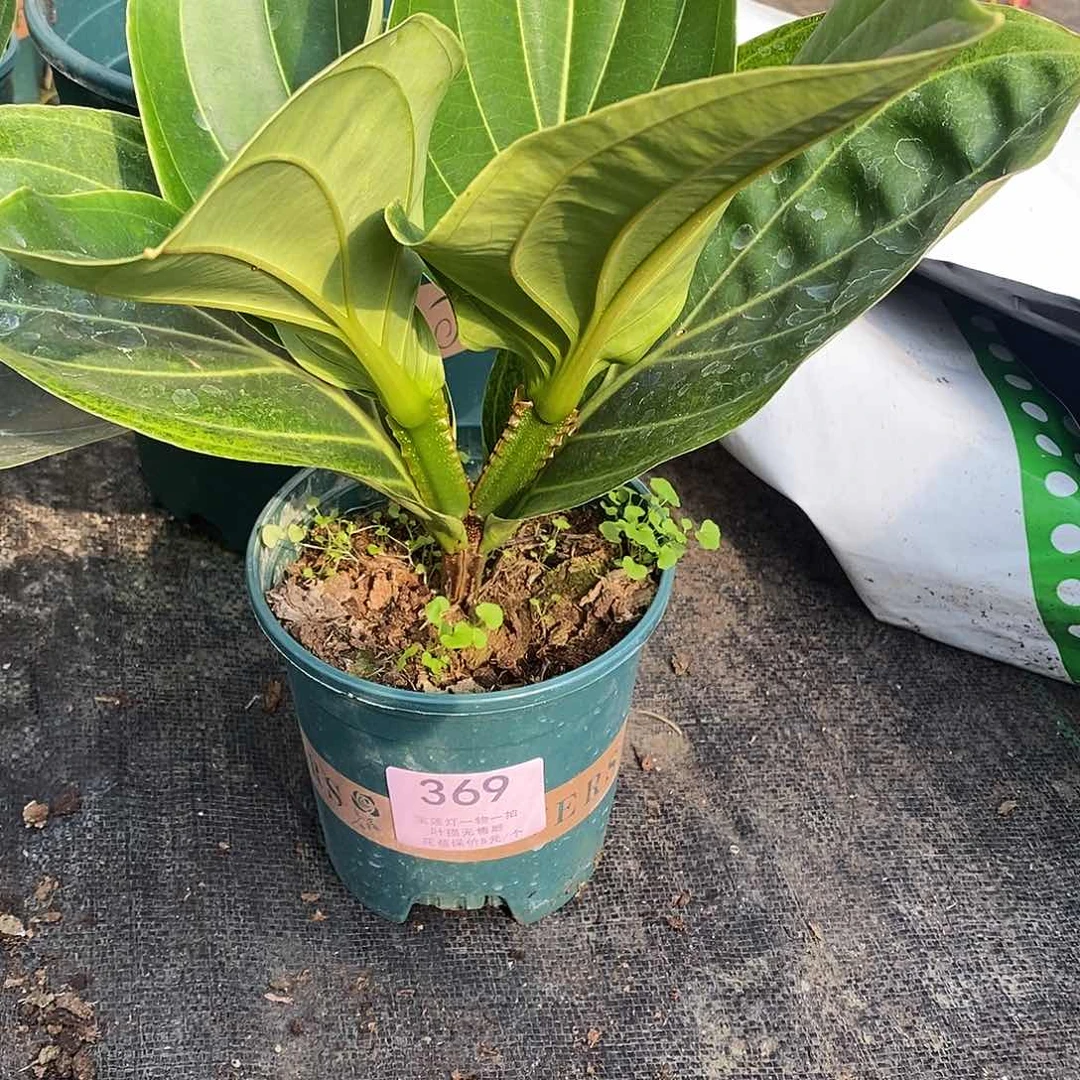 修****）木本花卉369