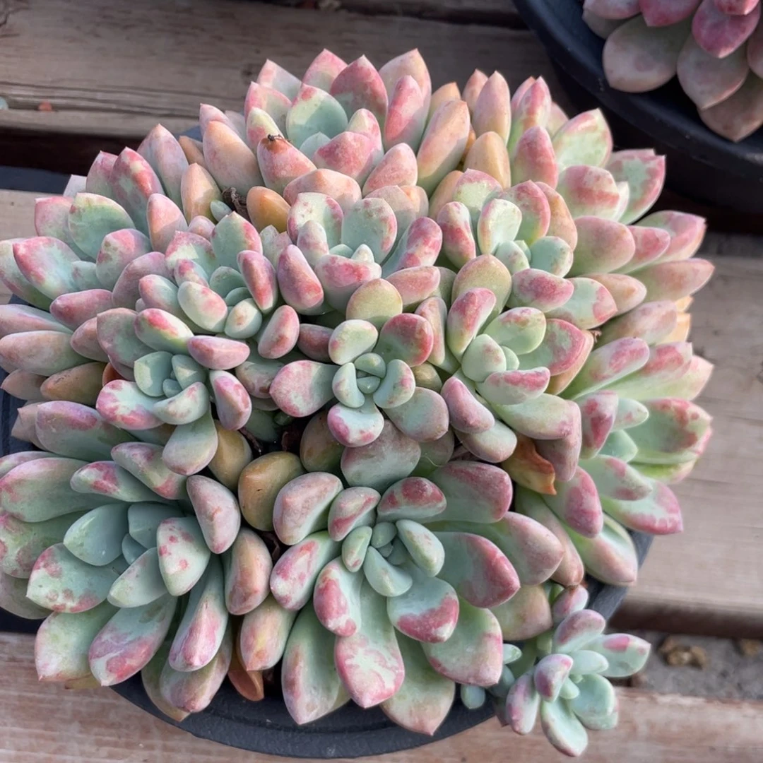 花斑鹿胖体多肉植物