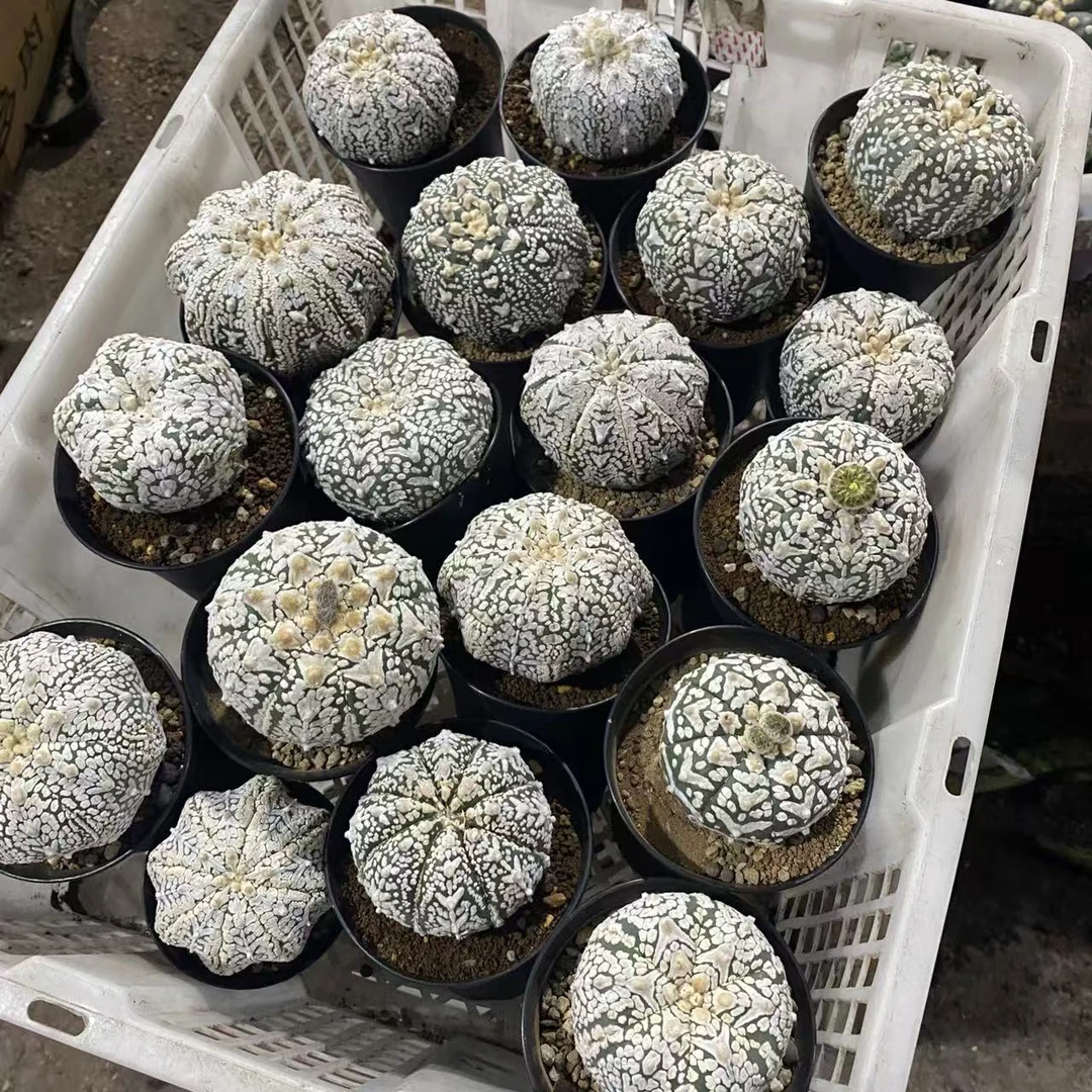 各种实生精品兜（挑V兜）      仙人球漳州基地直发 新手好养