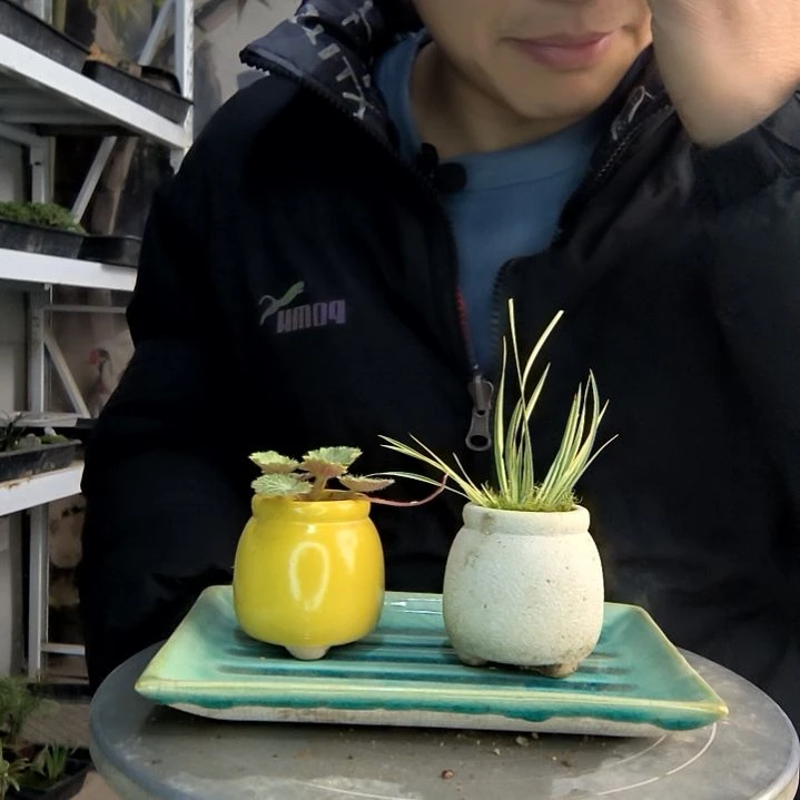 Z*小盆景小植物一物一拍157