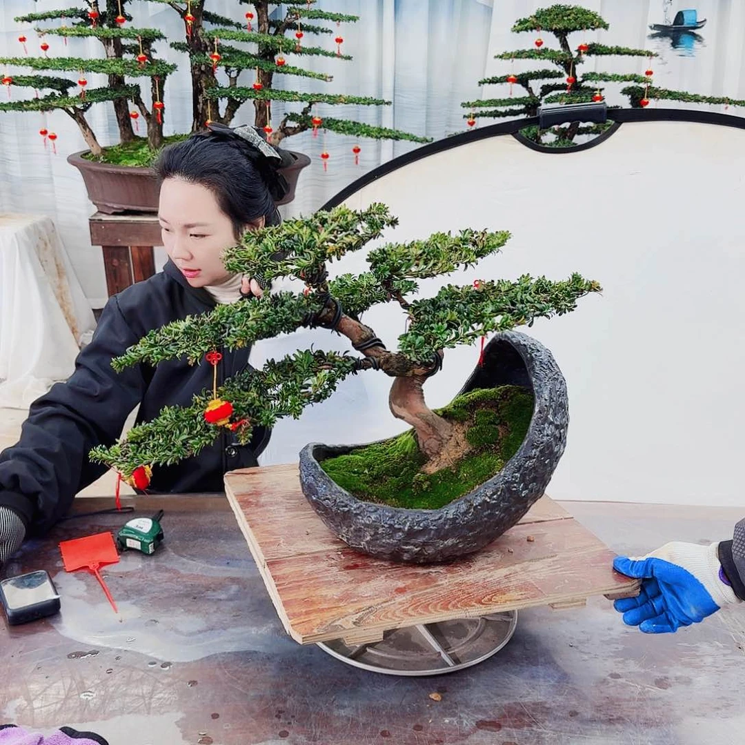 绿植罗汉松一物一拍