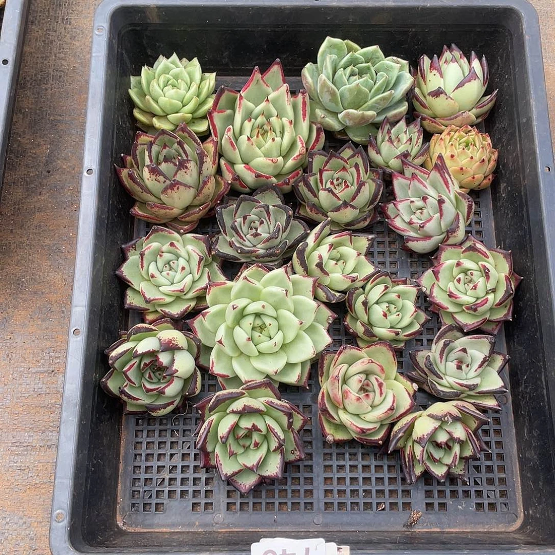 若如东云组拍745