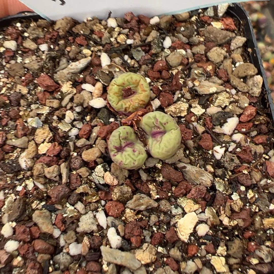 ****袋13-199肉锥多肉植物，