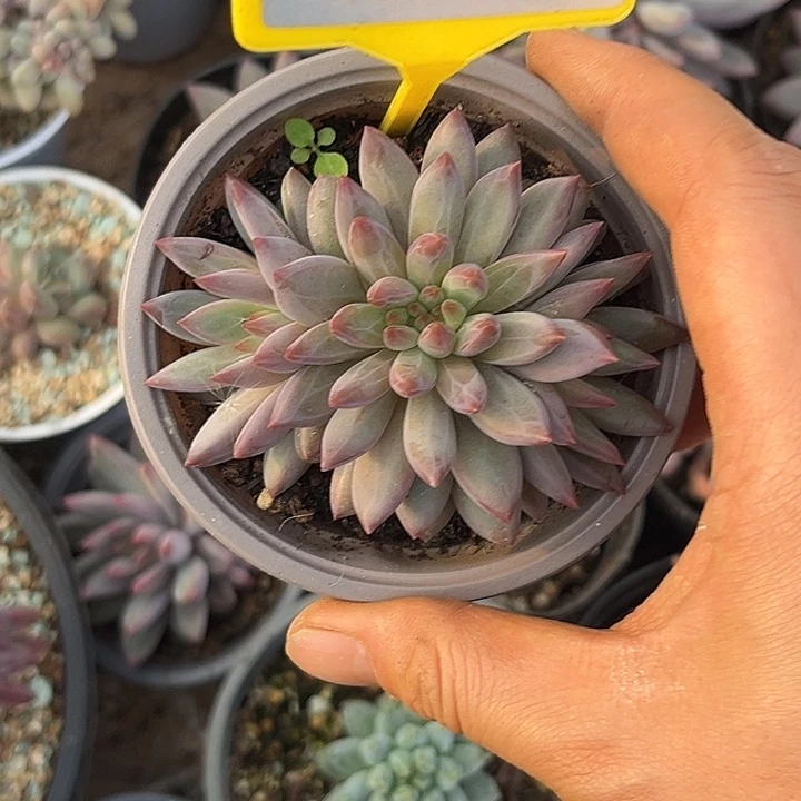 多肉植物彩体虞美人931