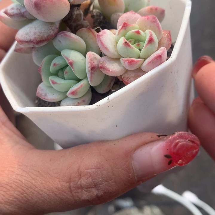 香草群  （不满9.99发空盆需要拍保温不拍扣1颗多肉）