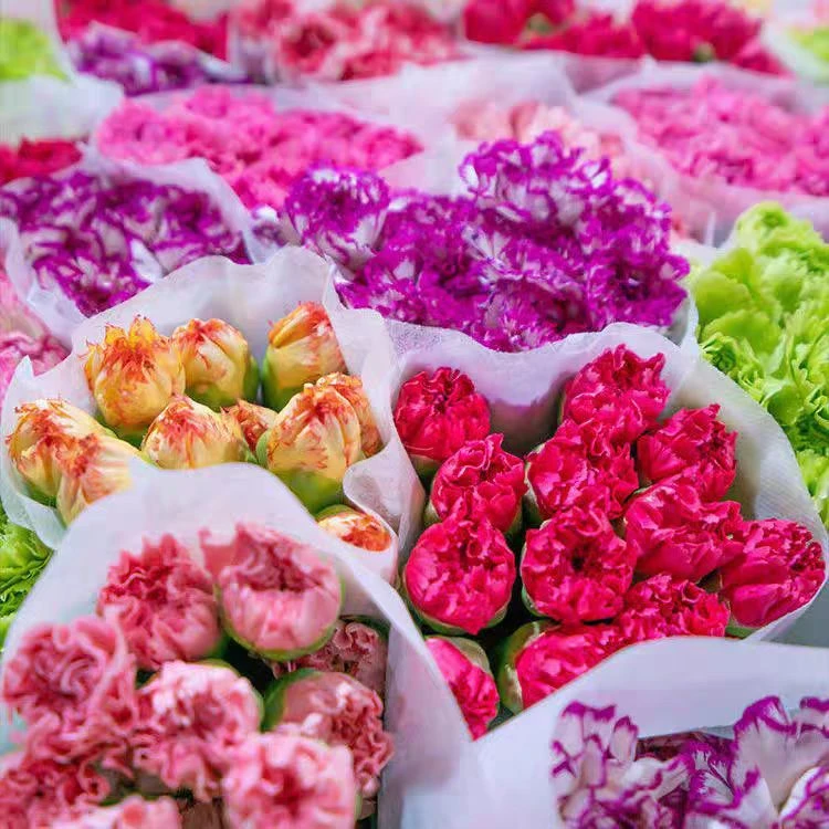 康乃馨随机混色20支