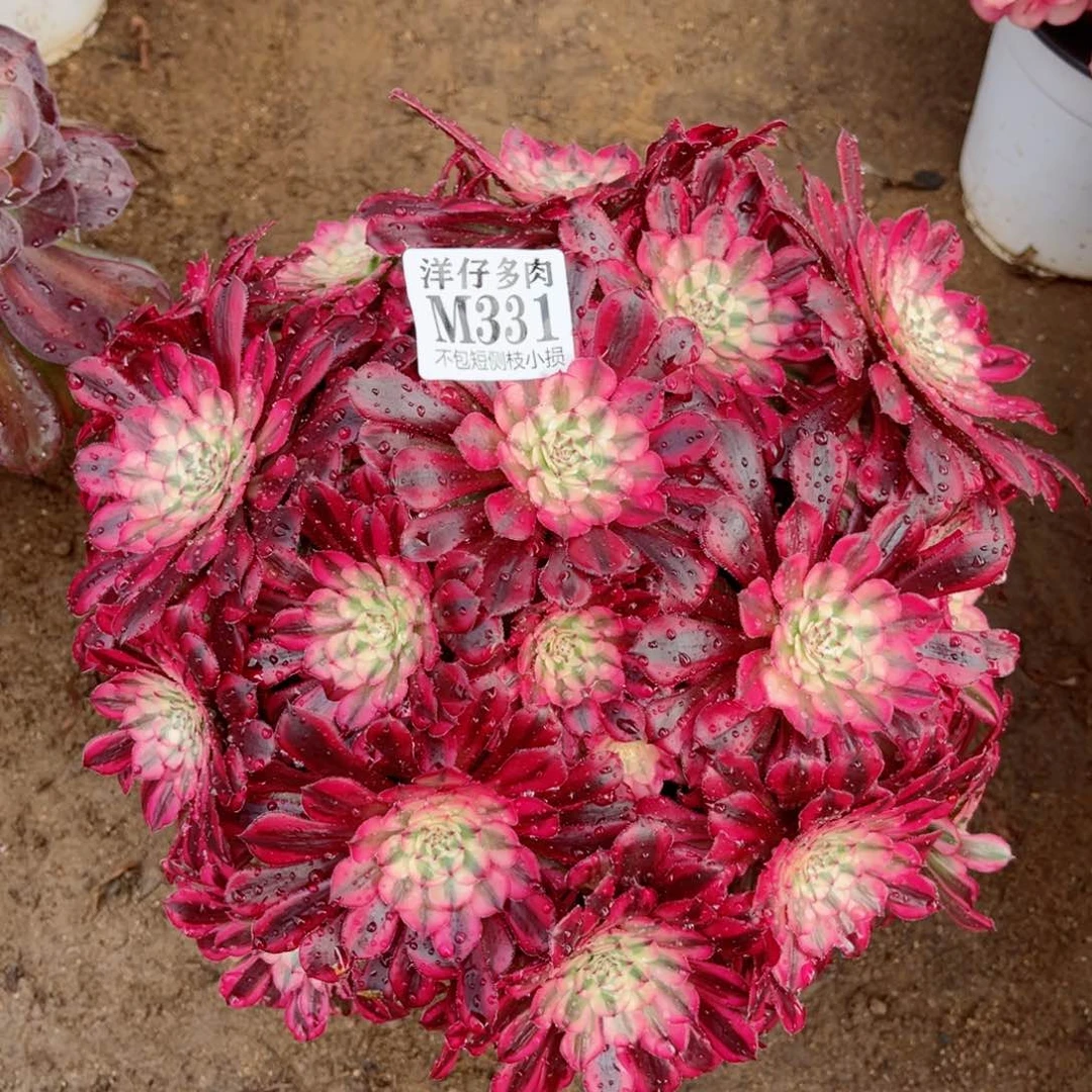 331红彤白 冠幅25左右