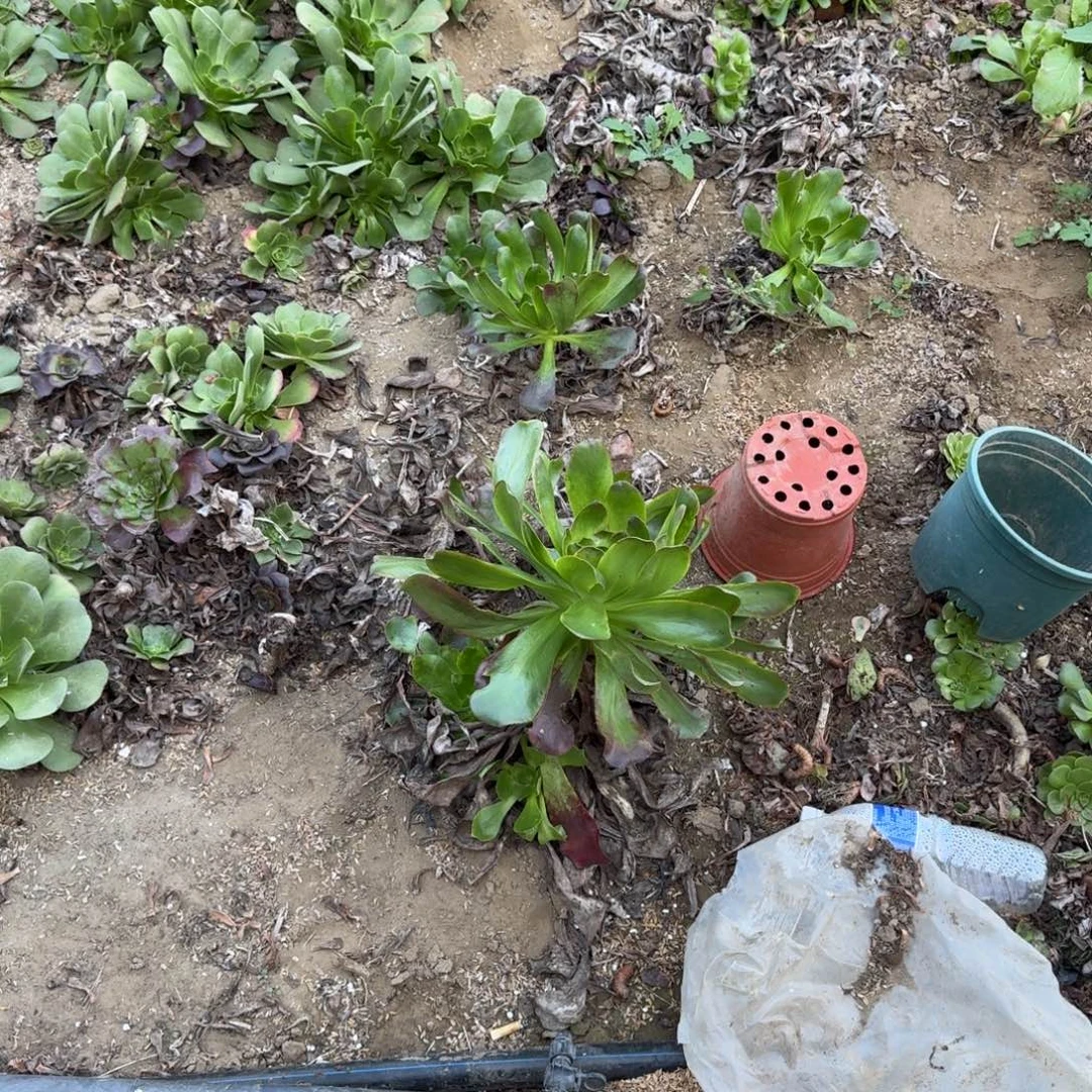 无***卒法师11111111111111