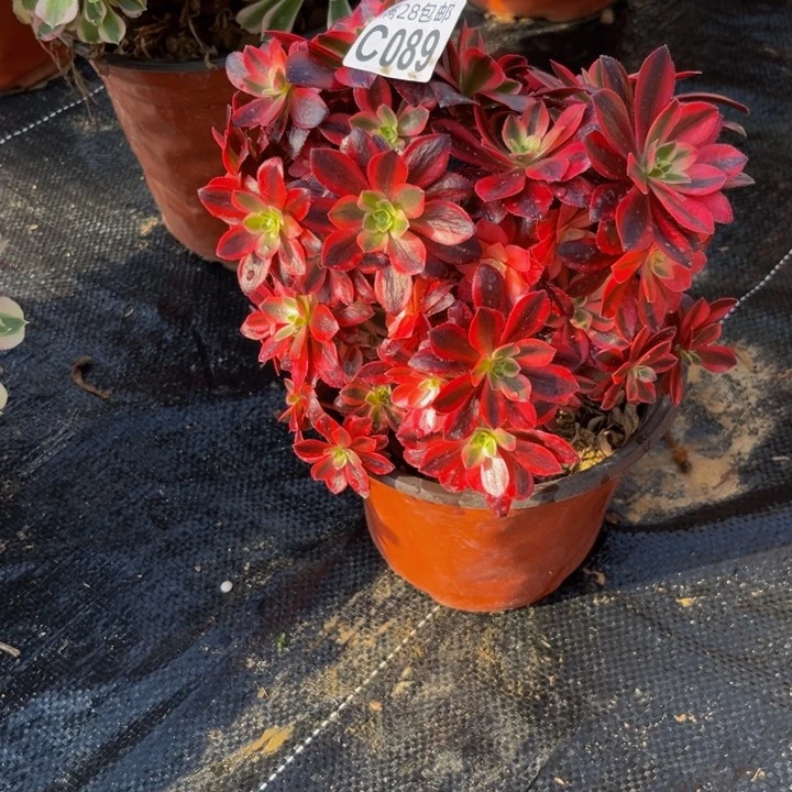 89多肉植物一物一拍