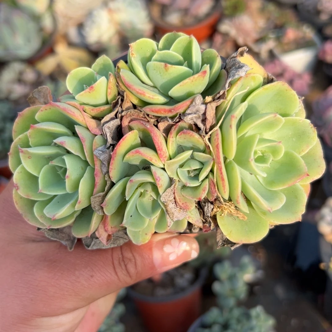 多肉植物多肉植物