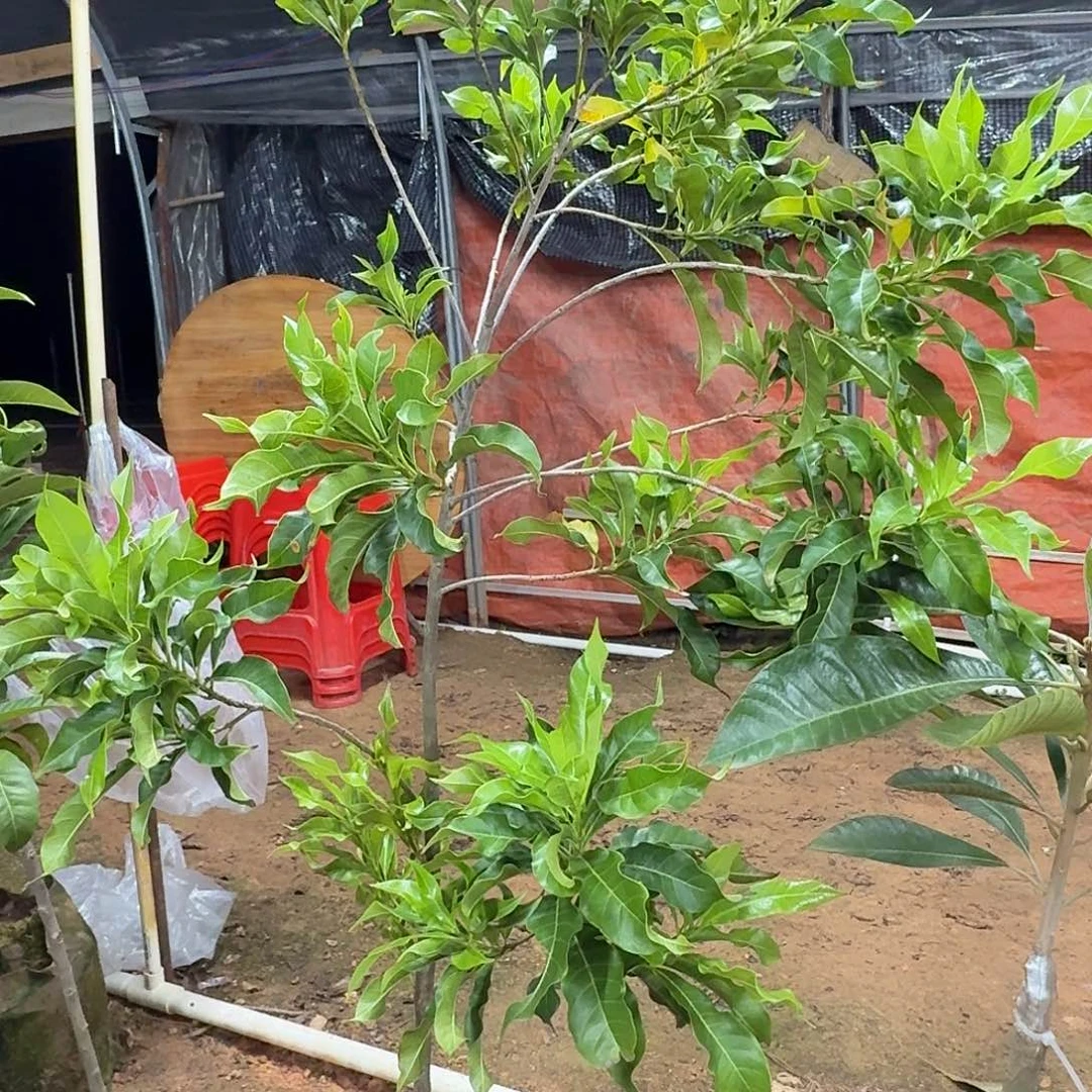 桉***柠当前无花栽培后可以开花黄晶果